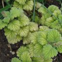 Plectranthus madagascariensis